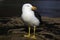 A Pacific Gull stands on rocks at Honeymoon Bay, Freycinet National Park, Tasmania