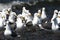 Pacific gulls