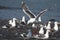 Pacific gulls