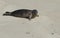 Pacific Harbor Seal Pup