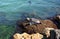 Pacific Harbor Seal and pup on the jetty rocks in Corona del Mar