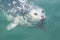A Pacific harbor seal swims close to look for food