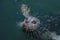 A Pacific harbor seal swims close to look for food