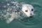 A Pacific harbor seal swims close to look for food