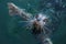 A Pacific harbor seal swims close to look for food