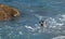 Pacific Harbor Seal at Treasure Island in Laguna Beach, California.