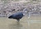 pacific heron catches large fish