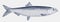 Pacific herring, an important food fish from the north pacific ocean in side view