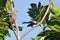 Pacific imperial pigeon sit on a Breadfruit tree in Rarotonga Co