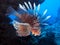 Pacific lionfish