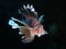 Pacific lionfish