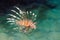 Pacific Lionfish (Pterois miles)
