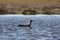 Pacific Loon diver, Gavia pacifica, swimming in the water