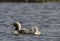 Pacific Loon female with chick