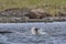 Pacific Loon or Pacific Diver catching a fish while thrashing around in arctic waters