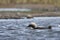 Pacific Loon or Pacific Diver fishing in arctic waters with a fish in its mouth, near Arviat Nunavut