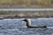 Pacific Loon or Pacific Diver fishing in arctic waters with a fish in its mouth, near Arviat Nunavut