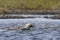 Pacific Loon or Pacific Diver fishing with a young chick in arctic waters