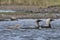 Pacific Loon or Pacific Diver with a young chick in arctic waters