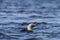 Pacific Loon swimming in the water in the arctic, near Baker Lake