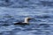 Pacific Loon swimming in the water in the arctic, near Baker Lake