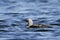 Pacific Loon swimming in the water in the arctic, near Baker Lake