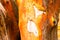 Pacific Madrona Madrone Arbutus Tree Trunk Bare Wood Gnarly Bark