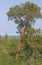 Pacific Madrone Tree Growing Above the Forest