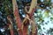 Pacific madrone tree sheds it`s bark