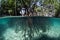 Pacific Mangrove