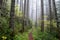 Pacific Northwest Forest Trail