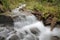 Pacific Northwest Rainforest Creek