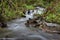 Pacific Northwest Rainforest Rushing Creek