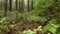 Pacific Northwest Rainforest Undergrowth