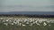 Pacific Northwest Snowgeese Feeding 4K UHD