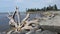 Pacific Ocean Beach with driftwood