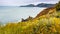 The Pacific Ocean coastline in Marin Headlands on a foggy day; Golden Yarrow Eriophyllum confertiflorum wildflowers blooming on