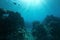 Pacific ocean floor underwater seascape sunlight