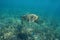 Pacific ocean hawksbill sea turtle over coral reef