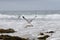 A Pacific Ocean Seagull In Flight