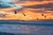 Pacific ocean sunset and silhouette of flying birds.Beautiful waves with sun reflection, and bright cloudy sky on background