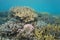 Pacific ocean underwater coral reef good condition