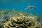 Pacific ocean underwater reef turtle and corals