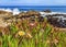 Pacific Ocean waves crashing on the cliffs of the rugged Northern California coast in Monterey, flowers in foreground