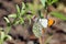 Pacific Orangetip Butterfly - Anthocharis sara