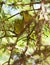 Pacific Parrotlet couple