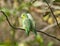 Pacific Parrotlet,Forpus coelestis