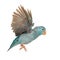 Pacific Parrotlet, Forpus coelestis, flying