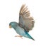 Pacific Parrotlet, Forpus coelestis, flying