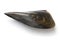 Pacific pen shell, atrina pectinata, tairagi